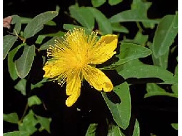 olio iperico-8