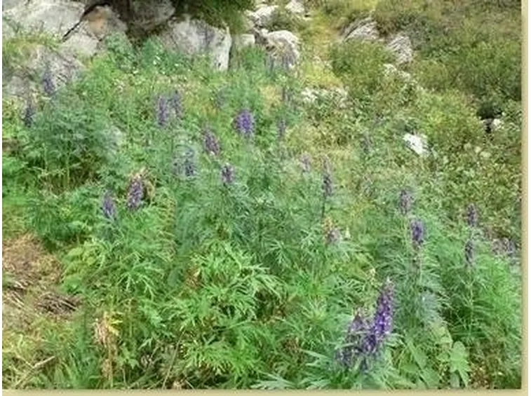 Aconito