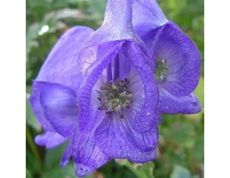 aconitum-2