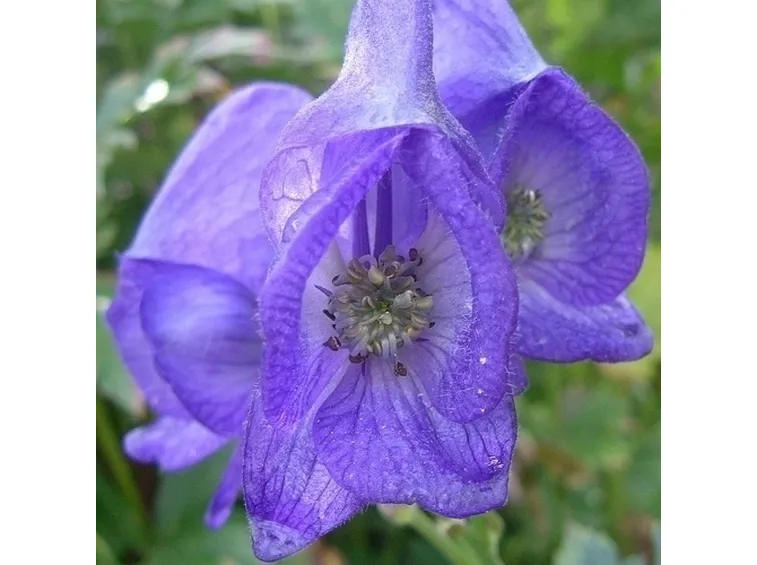 aconitum-2