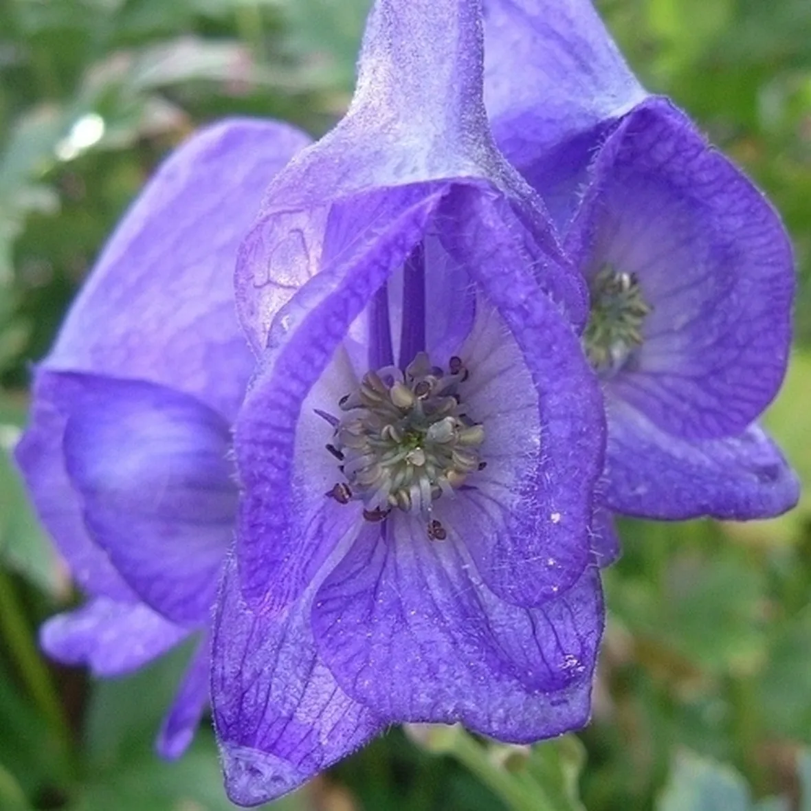 aconitum-2