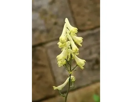 aconitum-3