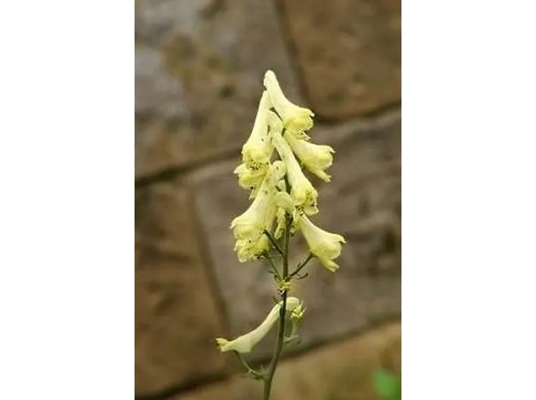 aconitum-3