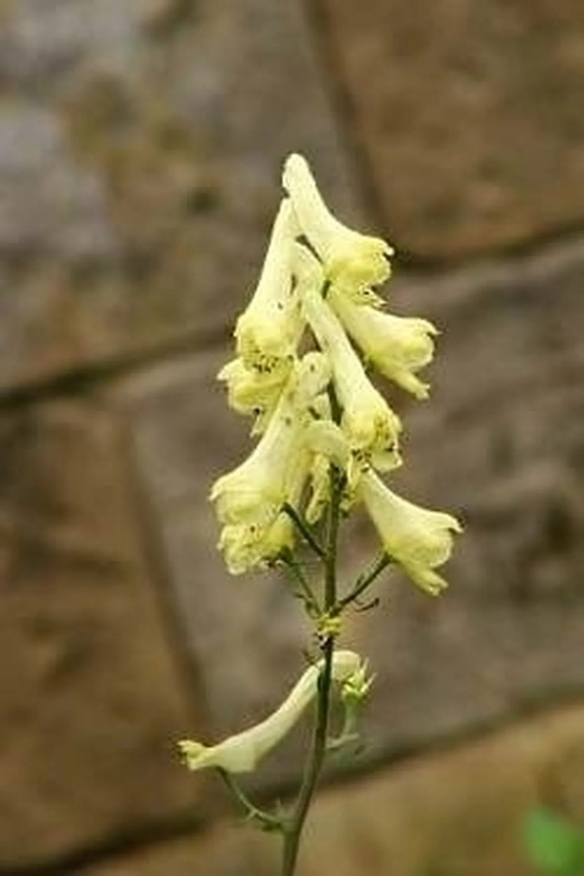 aconitum-3