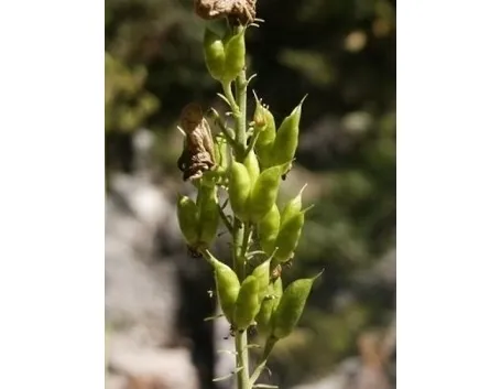 aconitum-4