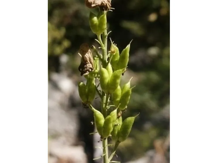 aconitum-4