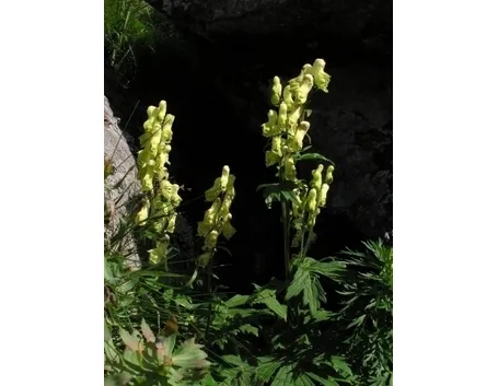 aconitum-5
