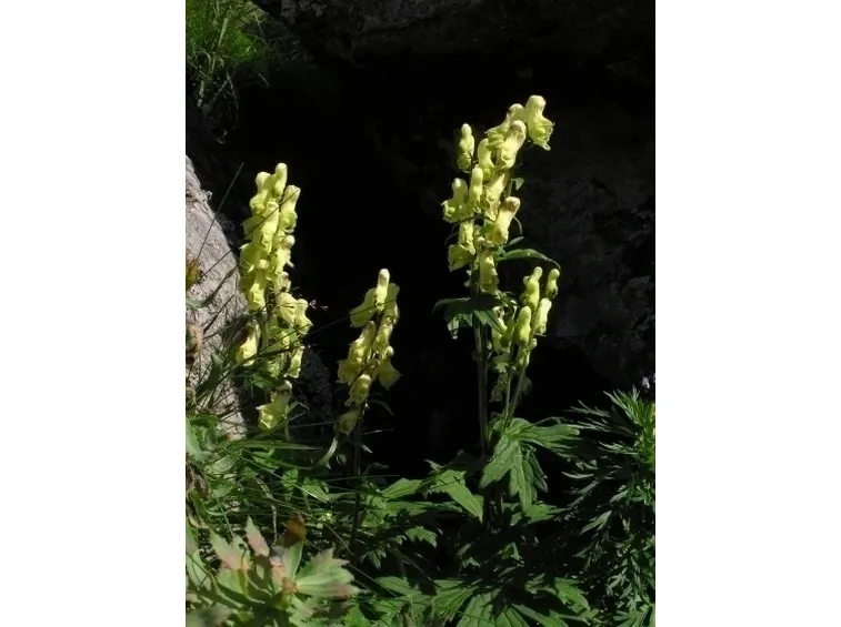 aconitum-5