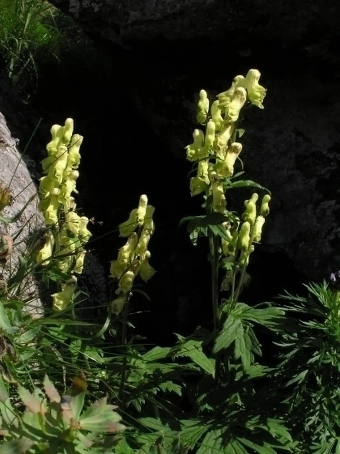 aconitum-5