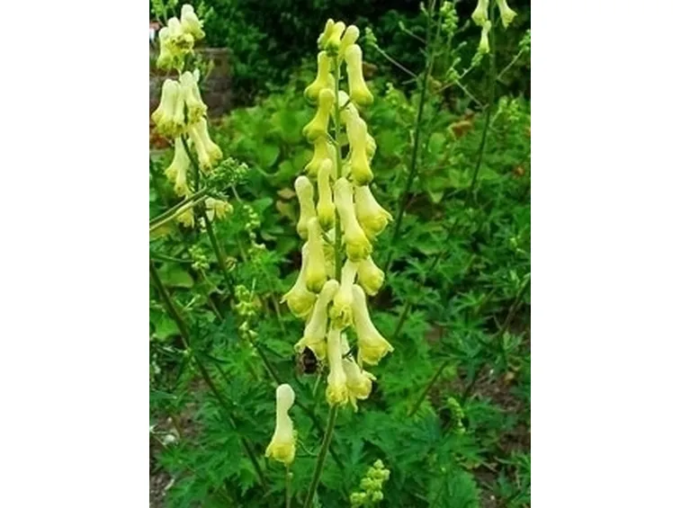 aconitum-7