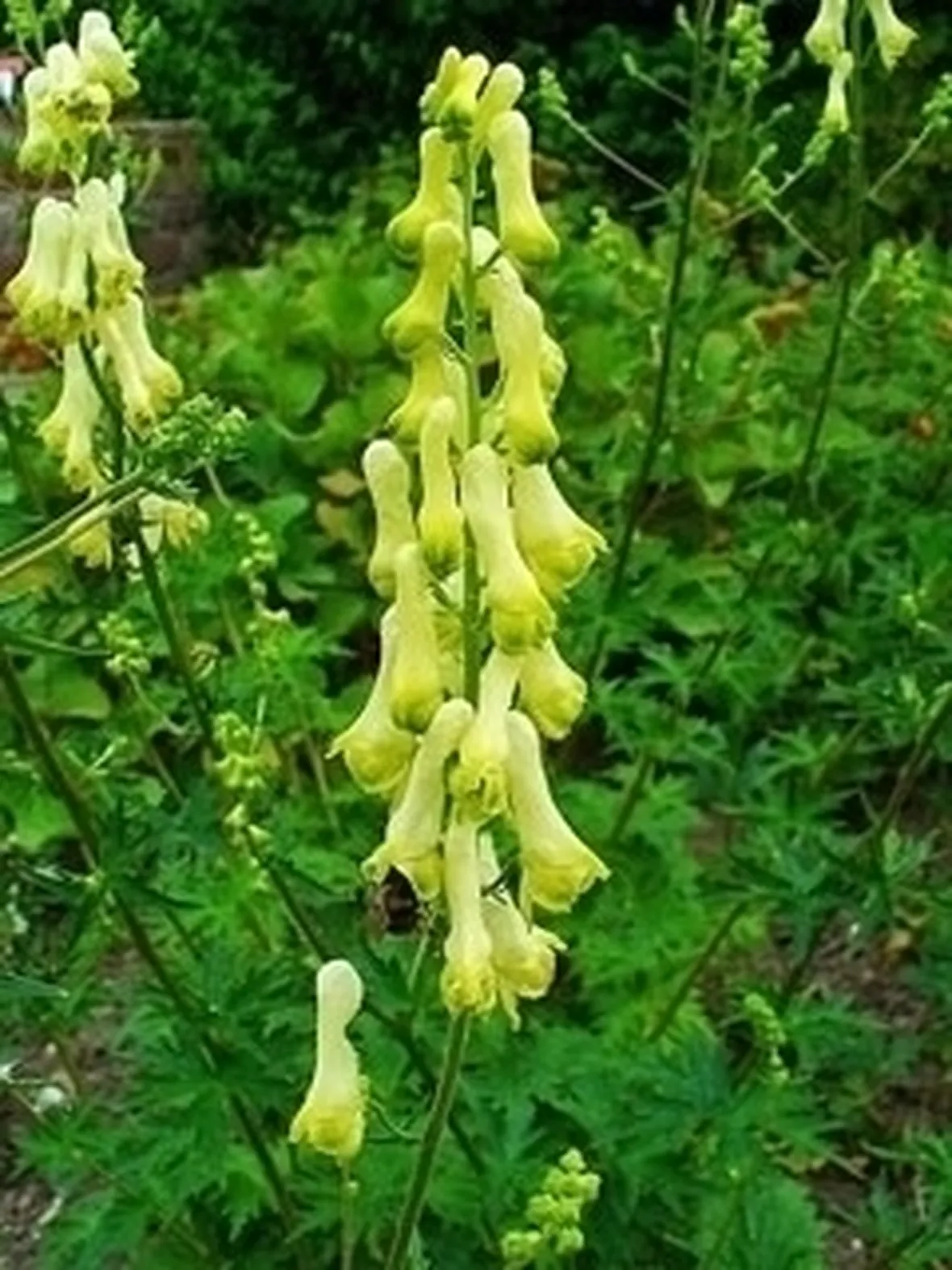 aconitum-7