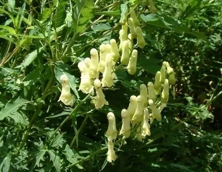 aconitum-8