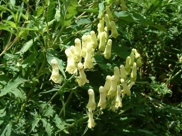 aconitum-8