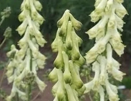 aconitum-9