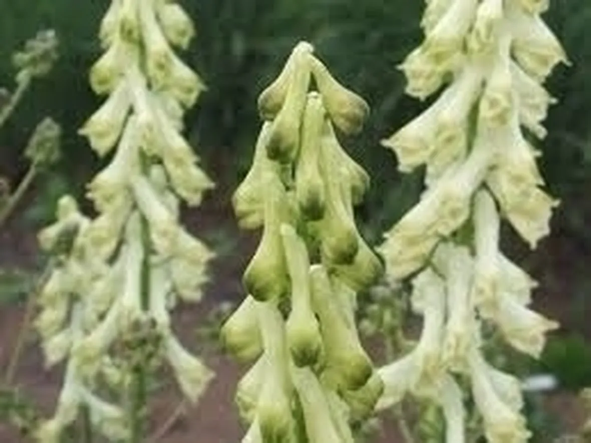 aconitum-9