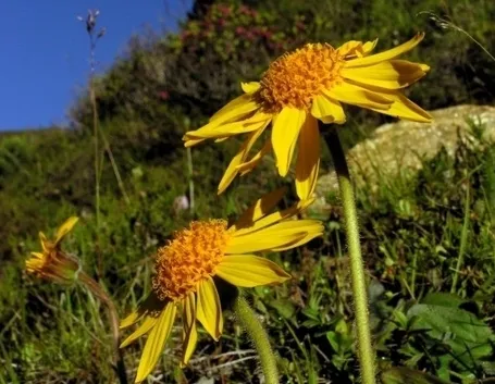 arnica-9