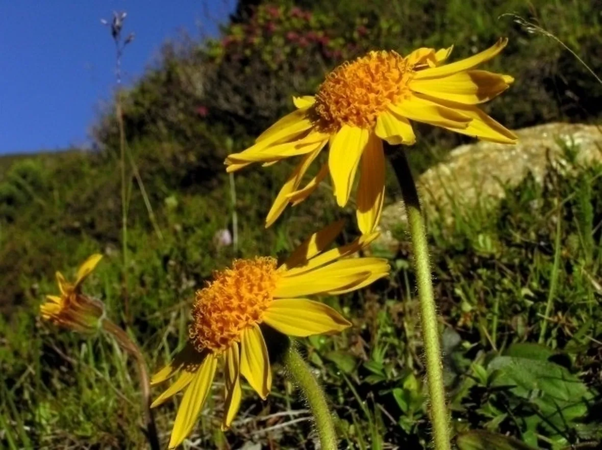 arnica-9