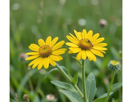 arnica gel