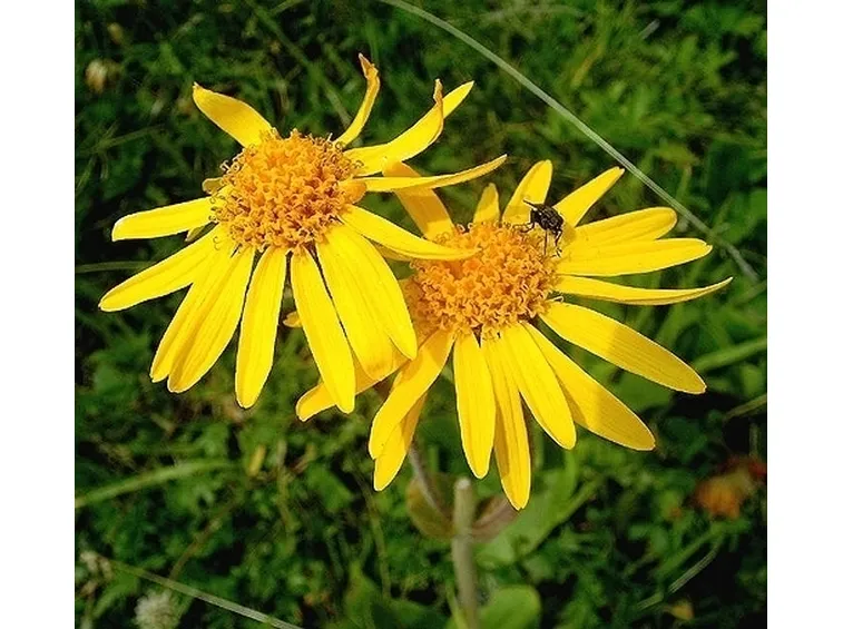arnica gel