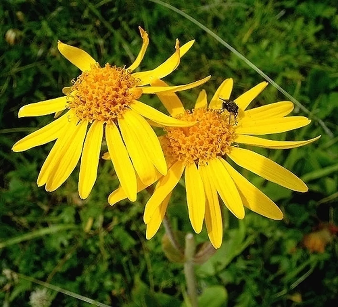 arnica gel