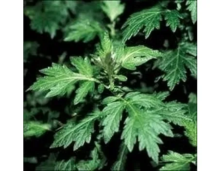 artemisia-7