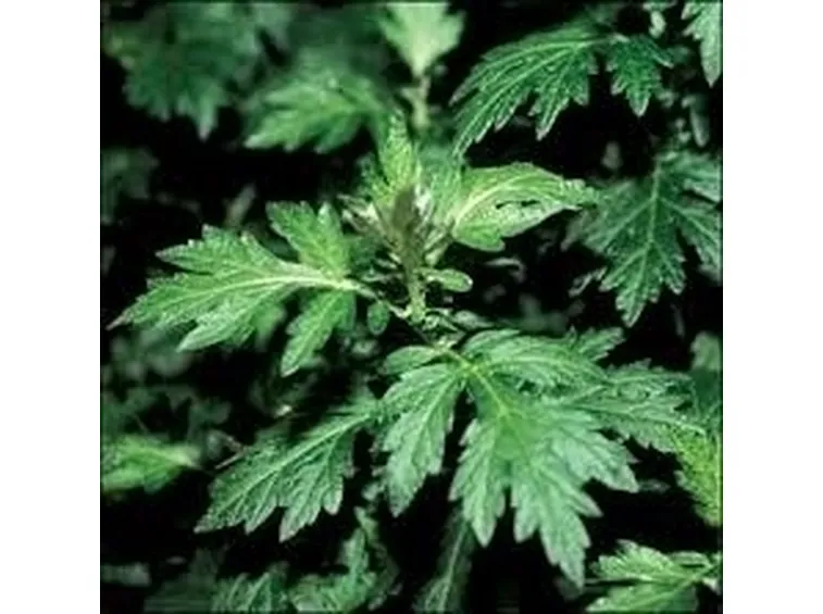 artemisia-7