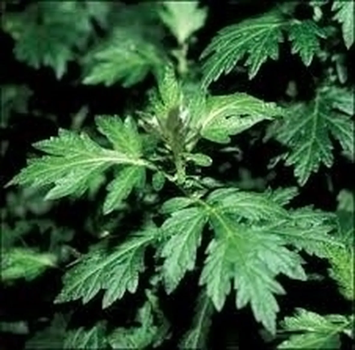 artemisia-7