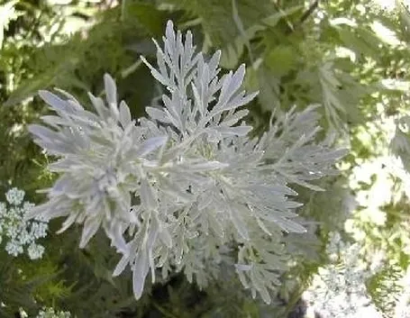 artemisia-9