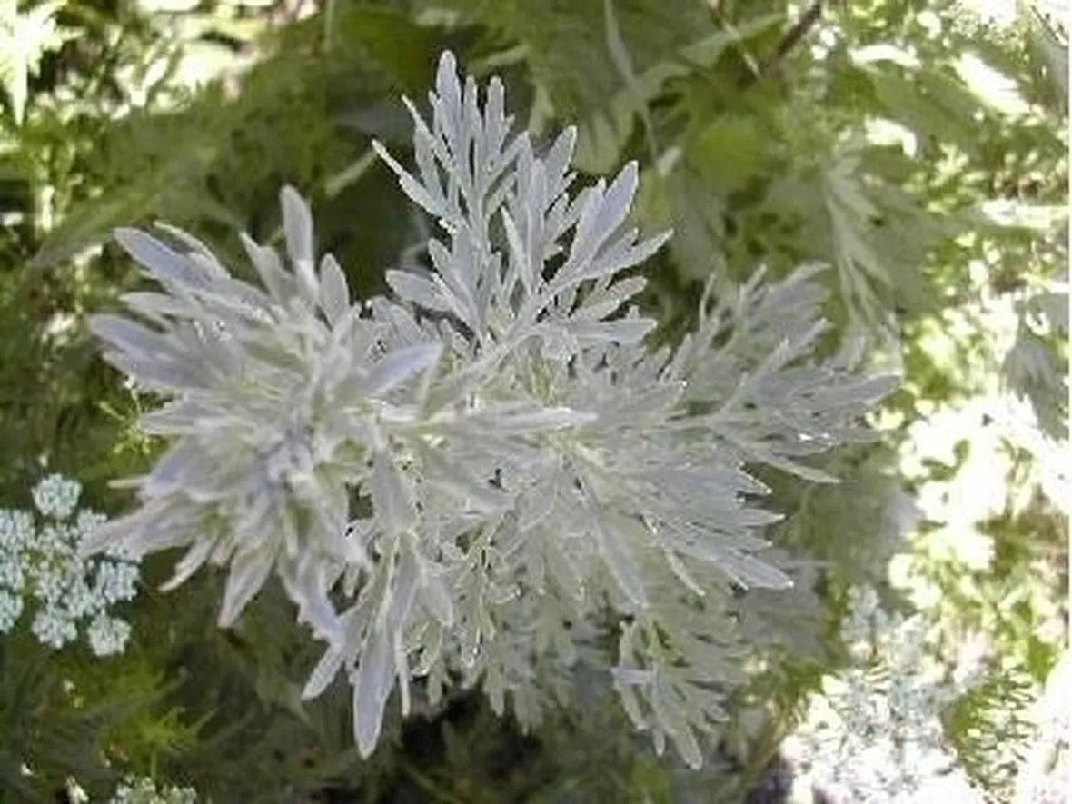 artemisia-9