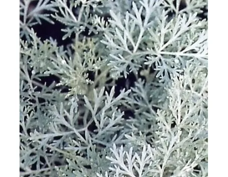 artemisia
