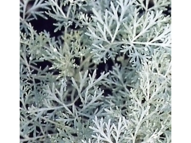 artemisia