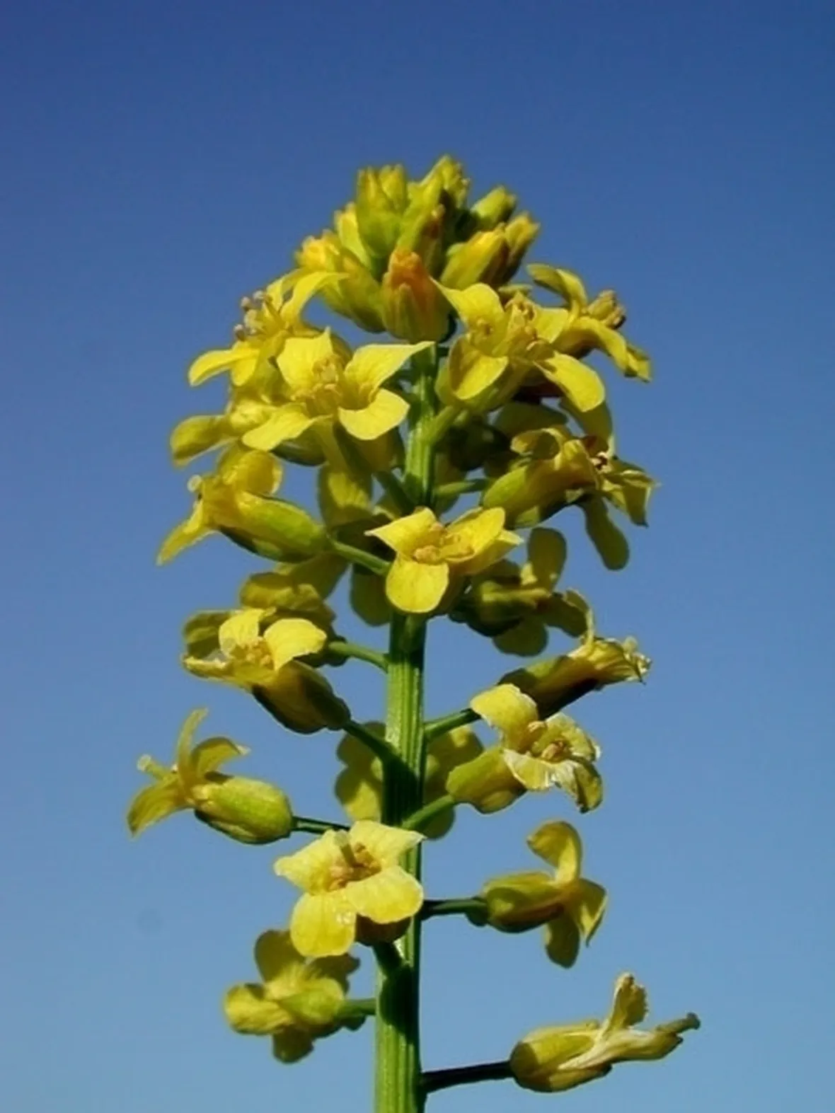 barbarea-2