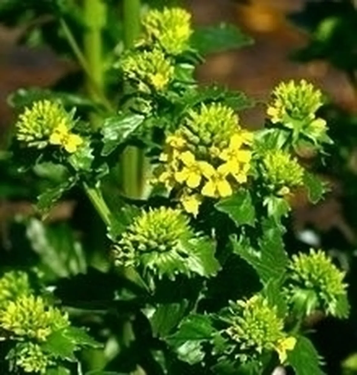 barbarea-6