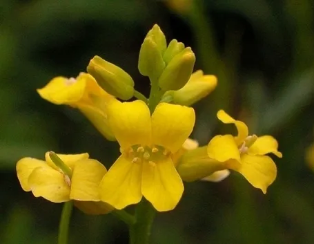 barbarea-7