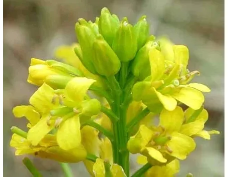 barbarea-8