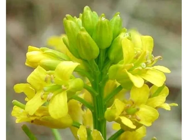 barbarea-8