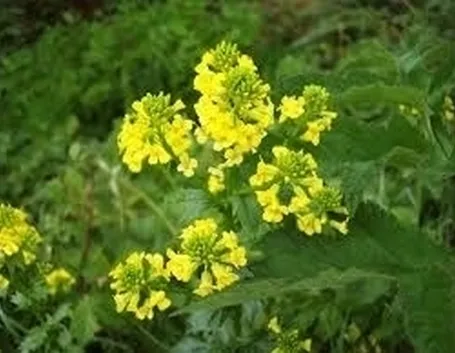 barbarea