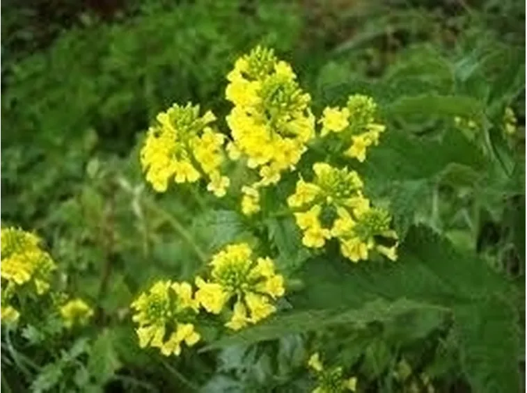 barbarea