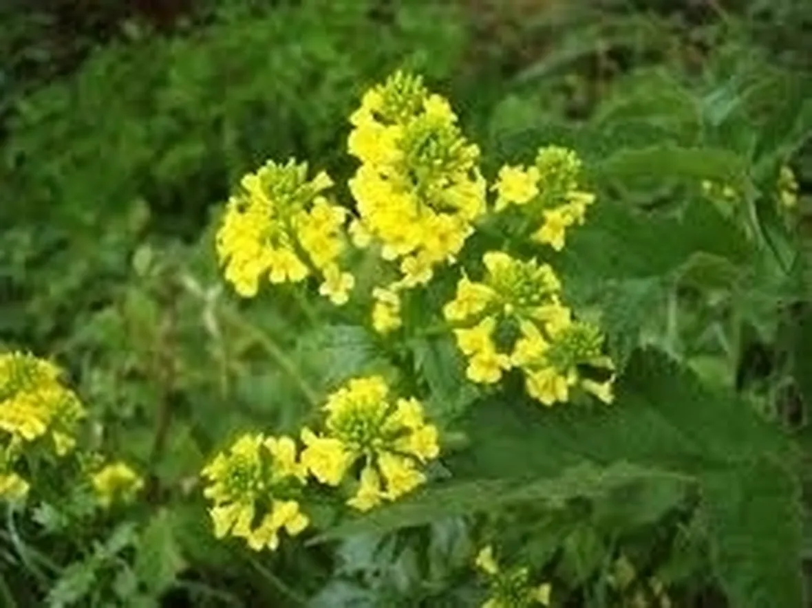 barbarea
