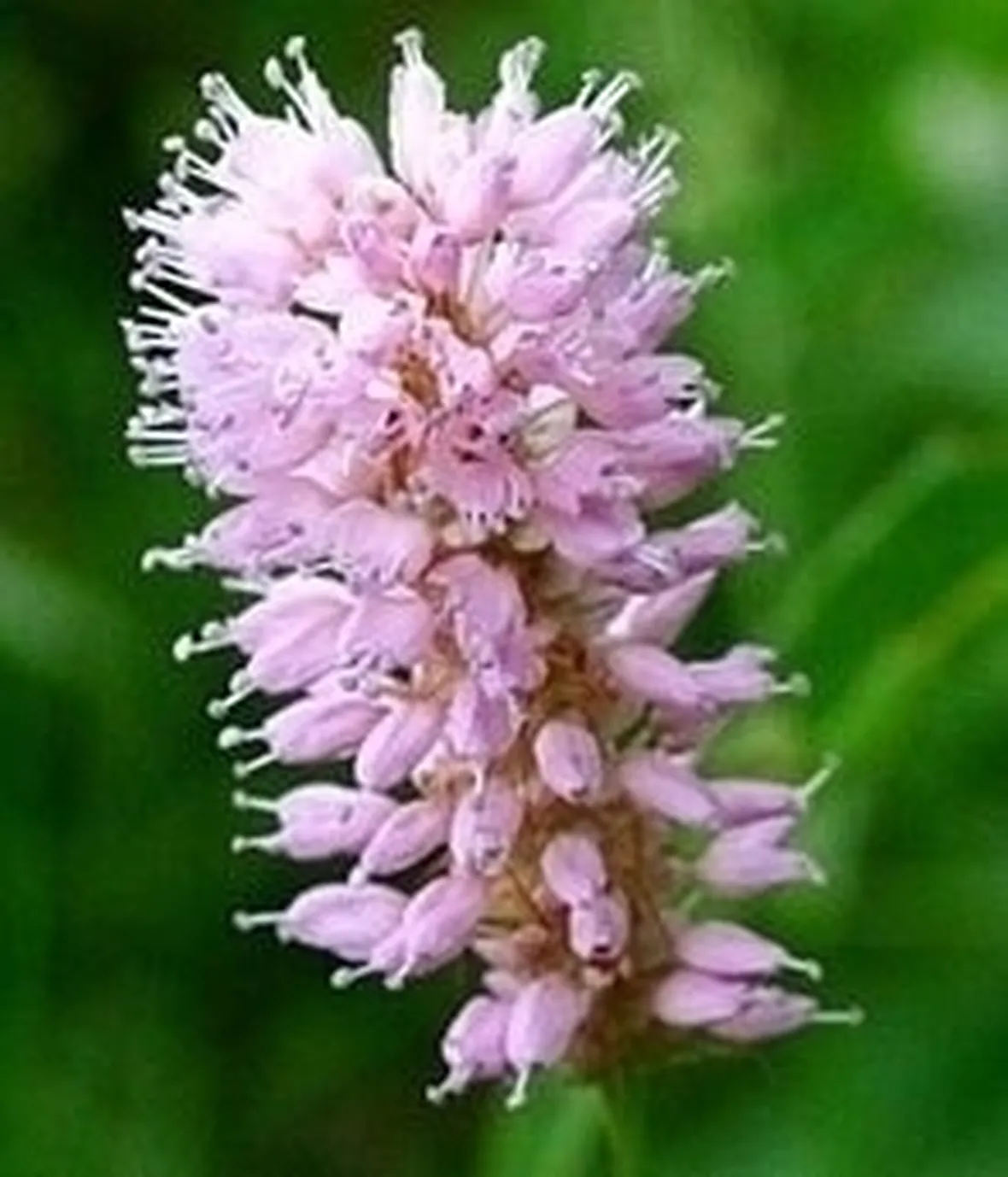 bistorta-3