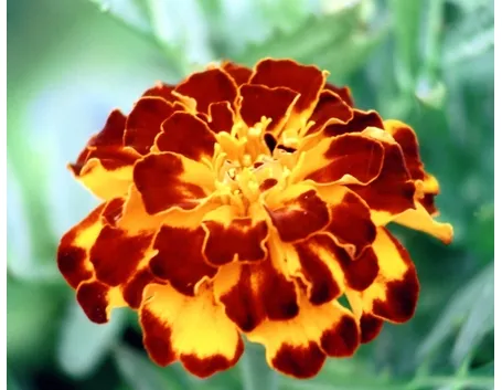 calendula-6