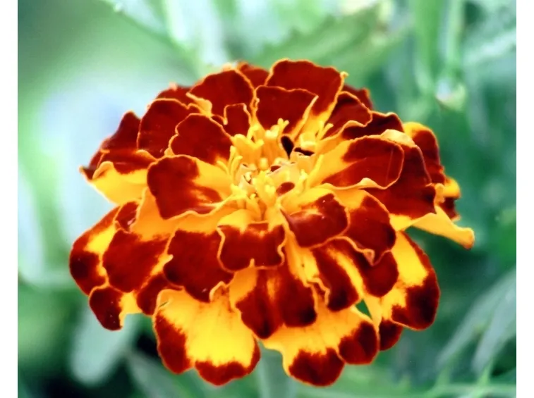 calendula-6