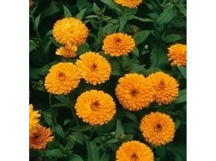 calendula-8