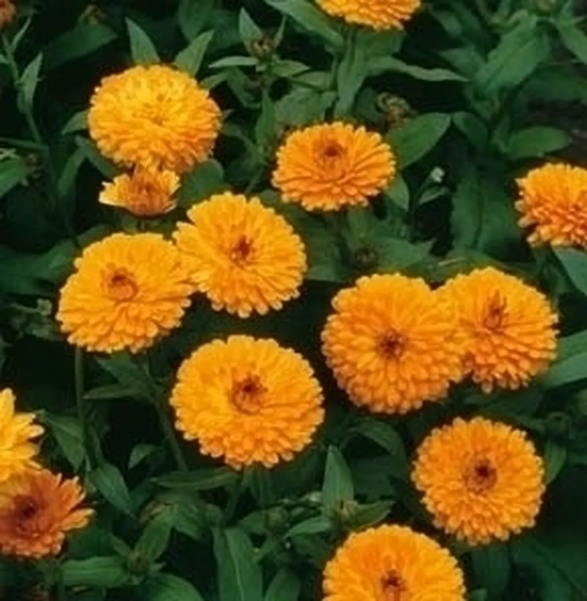 calendula-8