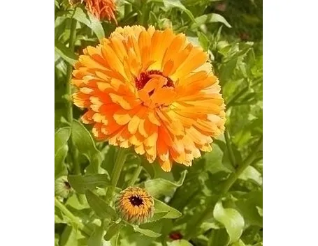 calendula-9