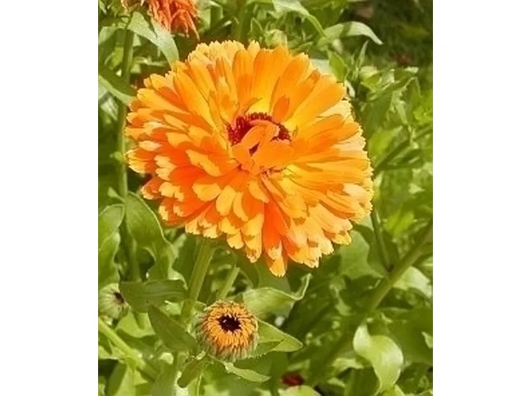 calendula-9