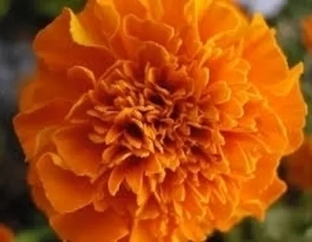 calendula