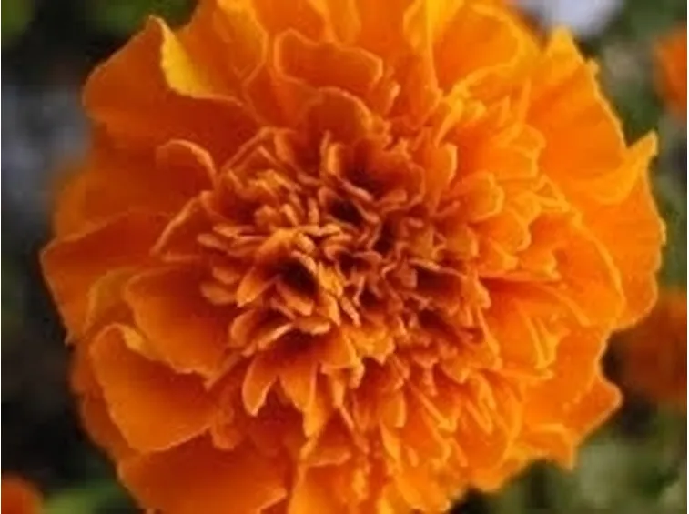 calendula