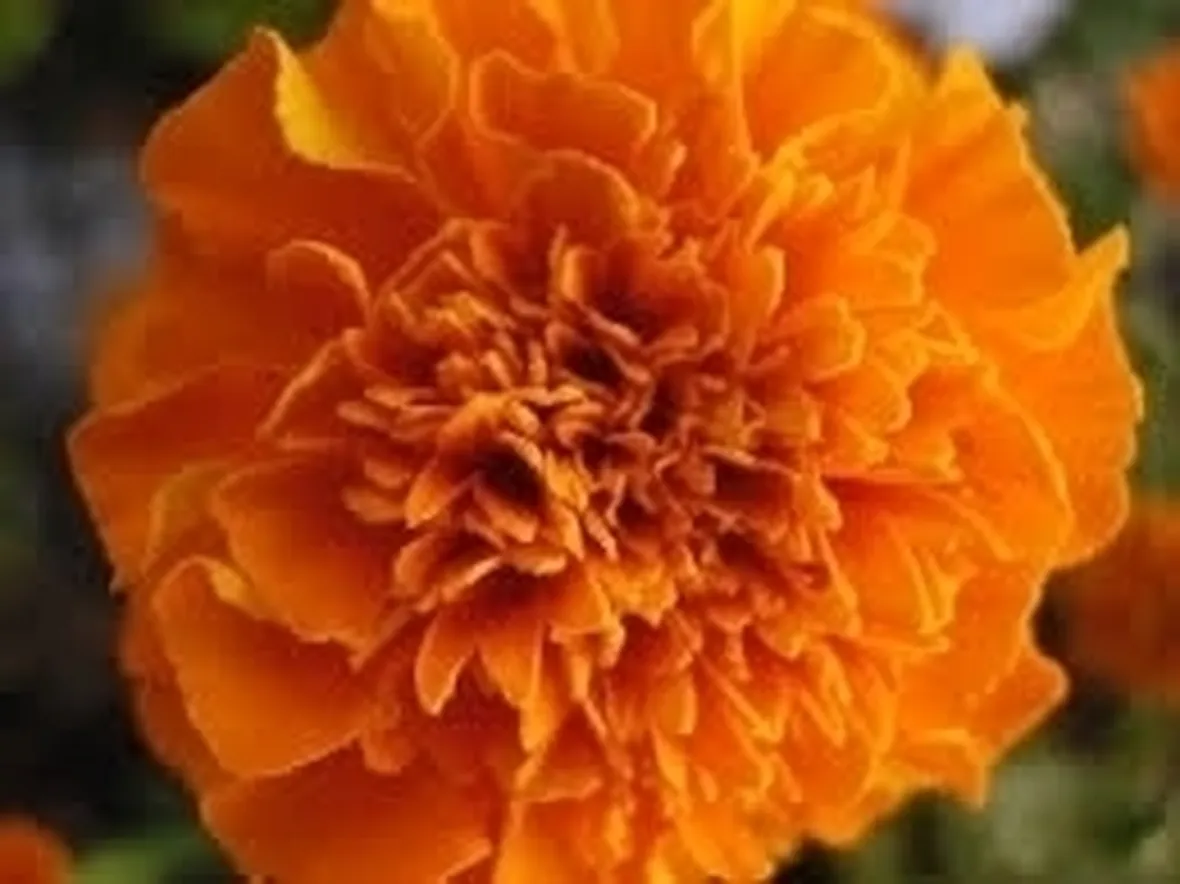 calendula