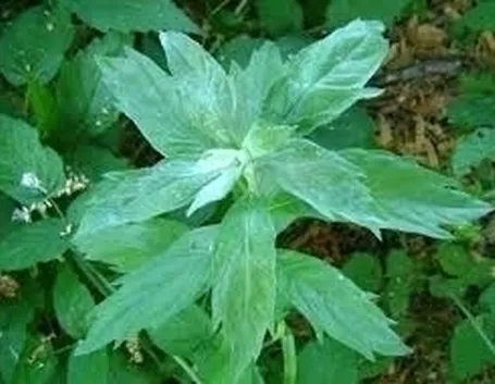 Caratteristiche principali della pianta dell’artemisia absinthium